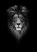 Portrait Of A Beautiful Lion, Lion In Dark