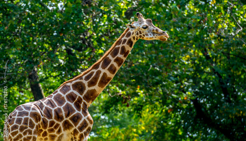 Zdjęcie XXL Żyrafa w profilu przed ciemnozielonym tle Leafed