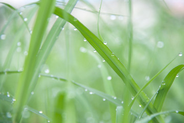 Drops on the green grass after rain. Water drop on the grass leaves.