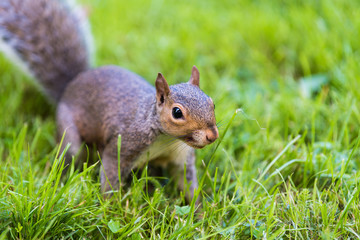 Squirrel on Grass