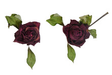 Group Of Dried Red Roses Isolated On White Background, Flower.