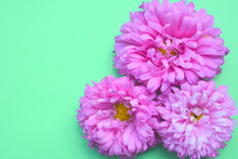Three Pink Aster Flowers On A Trendy Mint Background. Flat.