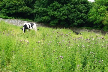 Black and white cow grazing on a lush green hillside