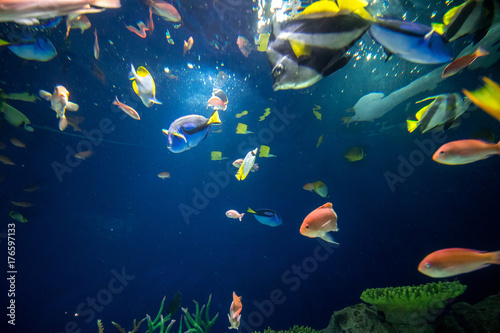 水中 海中 アドビストックのデザイン かべいろ Com おしゃれ壁紙リフォーム貼り替え インクジェット壁紙のかべいろ Com