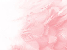 Coral Pink Vintage Color Trends Feather Texture Background 