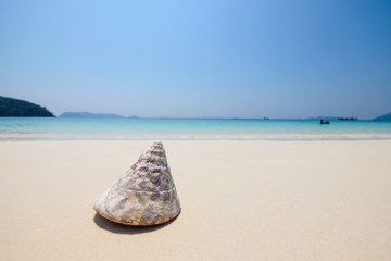 Wall Mural - Sea shell on wave blue sea sand beach. Summer holiday background with copy space.