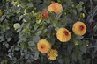 Dahlia hybrida Junona - beautiful ornamental plant with large orange flowers