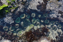 A Tidal Pool Filled With Sea Anemones And Mussels On The West Coast Oregon USA