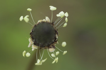 Wall Mural - Close up of ribwort plantain (Plantago lanceolata) flower head