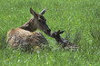 Red deer hind (Cervus elaphus) tending new born calf