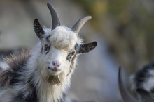 Feral Goat Portraits With Autumn Background
