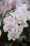 Fototapeta Storczyk - White orchid flower