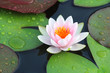 beautiful lotus flowers or waterlily in pond.