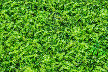 Close-up Of Natural Green Ground Cover