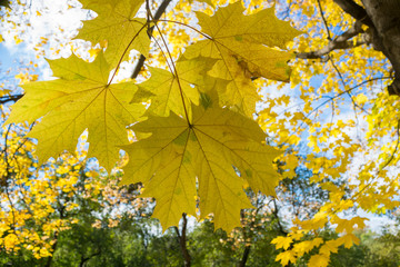 Wall Mural - yellow autumn maple leaves