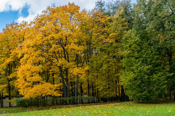 Wall Mural - yellow autumn trees in a park