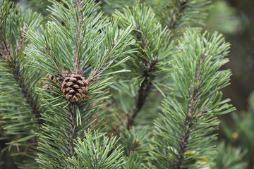 Wall Mural - Fresh green soft focus close-up of pine tree