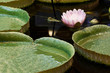 © guppys - an unusual exotic water lily with pink petals and large round leaves floating in the pond