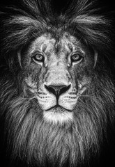 Portrait of a Beautiful lion, lion in dark