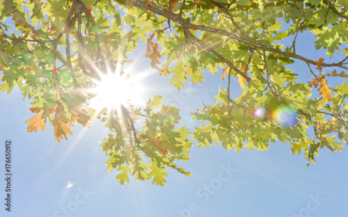 Zdjęcie XXL promienie jesienne słońce świeci przez liście drzewa