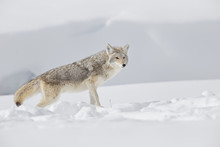 Coyote Standing In The White Snow At Yellowstone National Park