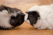 Two Cute Black And White Abyssinian Guinea Pigs Touching Nose To Nose (against A Wooden Background)