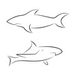 Black line sharks on white background. Hand drawing vector graphic.