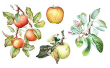 Colorful Watercolor Set Of The Apple Tree Branches With Fruits, Flowers And Leaves. Apple Plant Elements