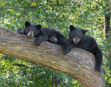 Black Bear Cubs In Tree 