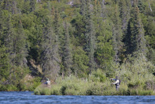 Fly Fishermen Fishing On The Alagnak River In Alaska Wilderness