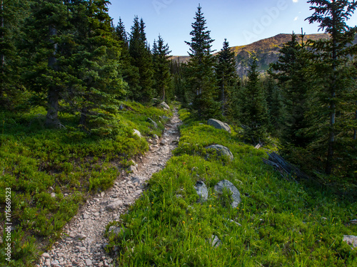Fotomural Rocky Trail Through Pine Forest