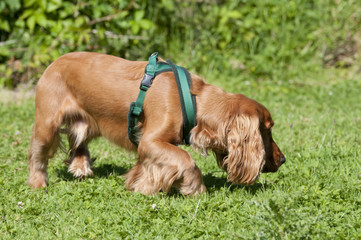 Wall Mural - Sprocker sniffing ground