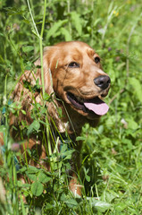 Wall Mural - Sprocker 