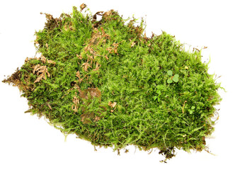 a clump of green moss isolated on a white background
