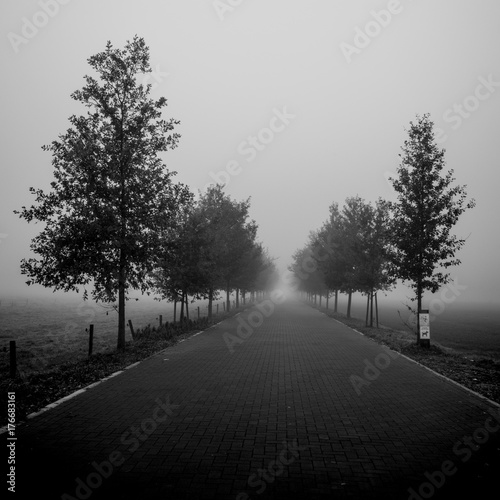 Plakat Droga z drzewami pośród pól, prowadząca do mglistego, niewidzialnego horyzontu.