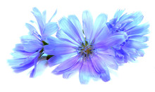 Drawing Blue Chicory Flower Isolated On White
