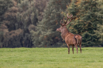 Poster - A red deer stag standing proud at a slight angle facing left  on grass land with trees as a background with copy space