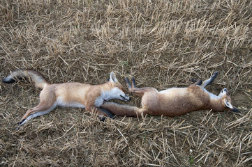 Poster - 2 shot adolescent fox cubs left in arable field for farmer to see