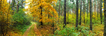 Panoramic Image Of Autumn Forest. Forest Road