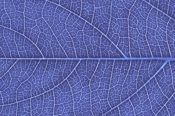 Leaf texture, leaf background for design with copy space for text or image. Leaf motifs that occurs natural. Color effect picture.