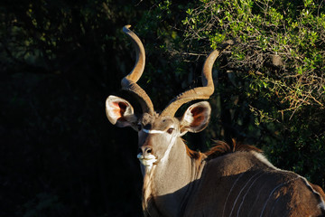 Wall Mural - Portrait of a big male kudu antelope (Tragelaphus strepsiceros), South Africa.