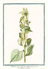 Old botanical illustration of Abutilum crispum (Herissantia crispa). By G. Bonelli on Hortus Romanus, publ. N. Martelli, Rome, 1772 – 93