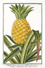 Old Botanical Illustration Of Ananas Fructu Ovato (Ananas Vomosus). By G. Bonelli On Hortus Romanus, Publ. N. Martelli, Rome, 1772 – 93
