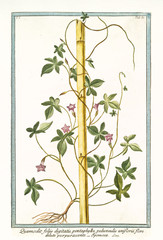 Wall Mural - Old botanical illustration of Quamoclit foliis digitatis (Ipomoea violacea). By G. Bonelli on Hortus Romanus, publ. N. Martelli, Rome, 1772 – 93