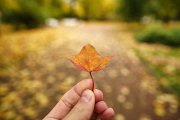 Wall Mural - pov man hand hold orange maple leaf while walking in alley