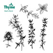 Thyme twigs, leaves and flowers vector hand drawn illustration