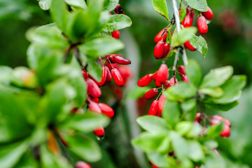 Wall Mural - Natural green leaves branch of ripe red barberry after a rain with drops of wate