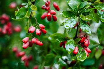 Wall Mural - Natural green leaves branch of ripe red barberry after a rain with drops of wate