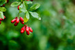 Natural green leaves branch of ripe red barberry after a rain with drops of wate
