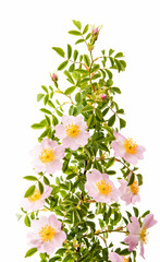 rosehip branch with flowers isolated
